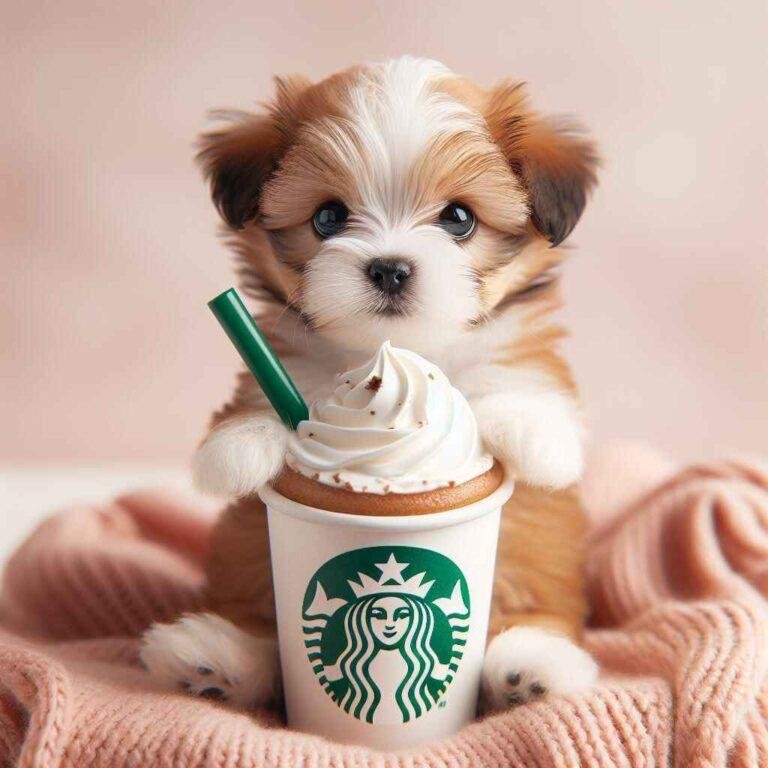 Starbucks Puppuccino: Price and Guide- The Pawfect Treat